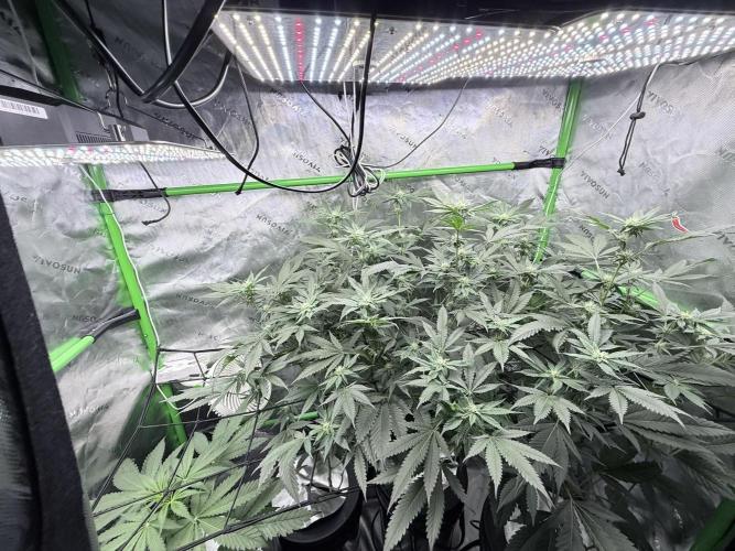 Legendary Larry (DOJA x Swamp Boys) #3. Week 5