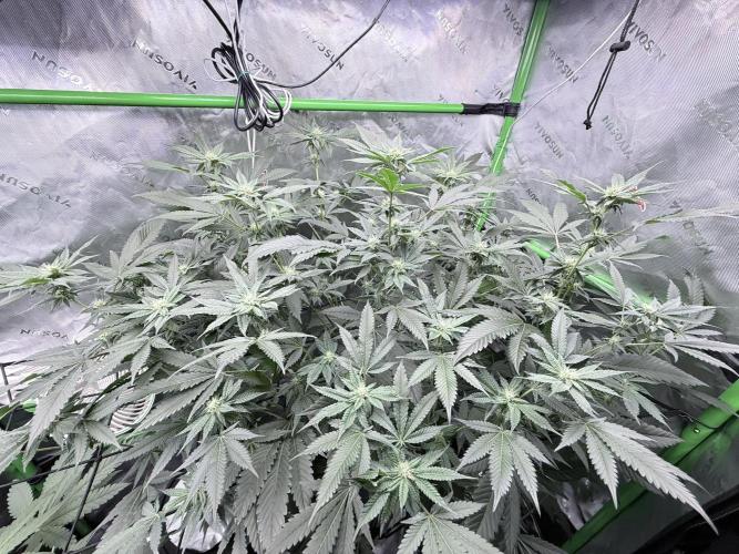 Legendary Larry (DOJA x Swamp Boys) #3. Week 5