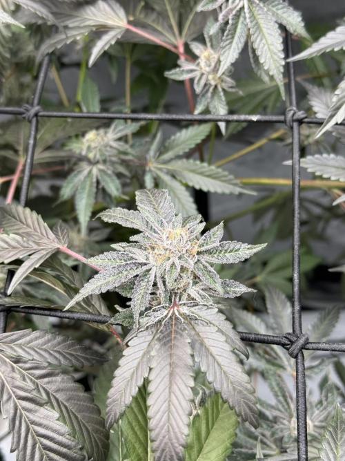 Legendary Larry (DOJA x Swamp Boys) #2. Week 7