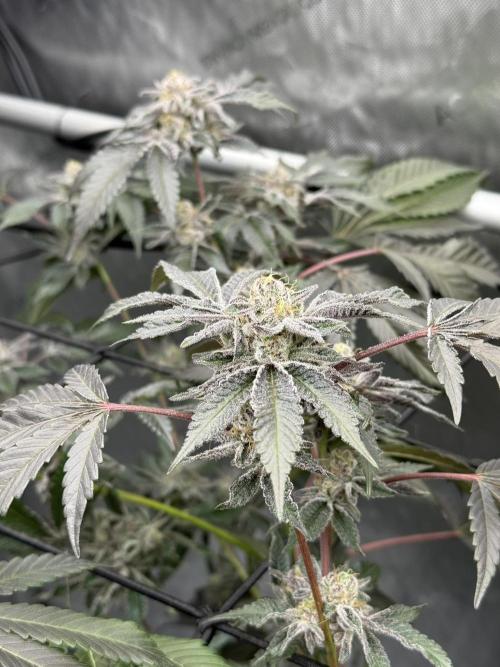 Legendary Larry (DOJA x Swamp Boys) #2. Week 7