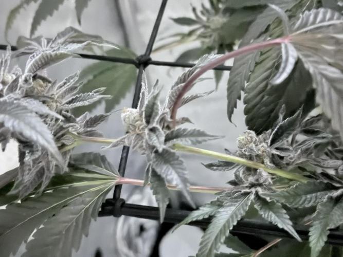 Legendary Larry (DOJA x Swamp Boys) #2. Week 7