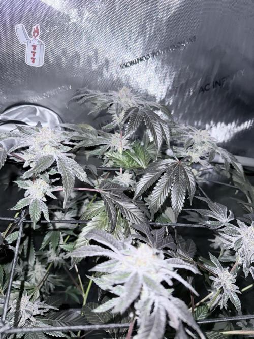 Legendary Larry (DOJA x Swamp Boys) #2. Week 7