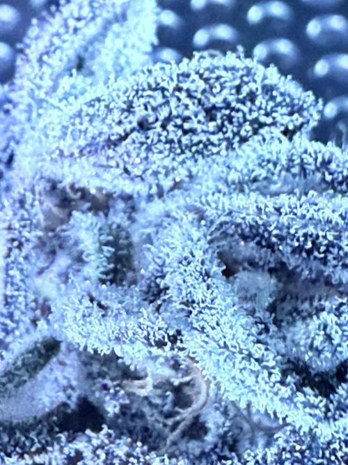 Legendary Larry (DOJA x Swamp Boys) #2. Week 8