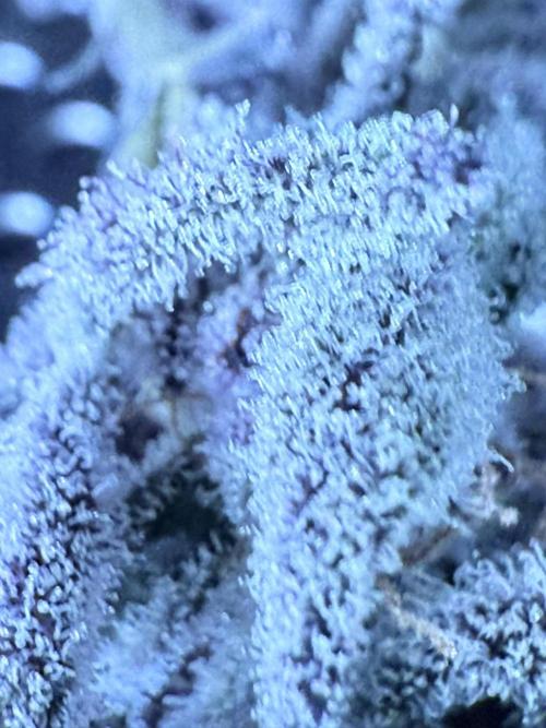 Legendary Larry (DOJA x Swamp Boys) #2. Week 8