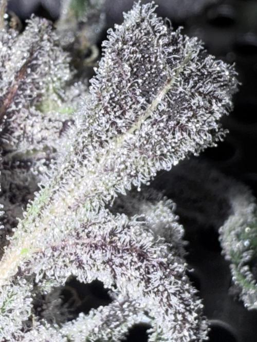 Legendary Larry (DOJA x Swamp Boys) #2. Week 8