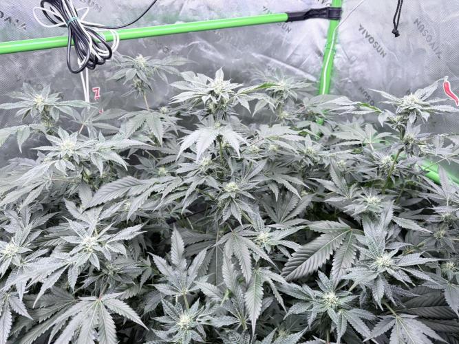 Legendary Larry (DOJA x Swamp Boys) #3. Week 6