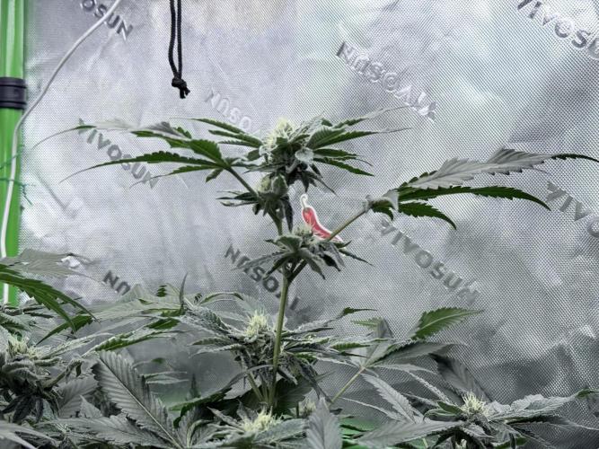 Legendary Larry (DOJA x Swamp Boys) #3. Week 6