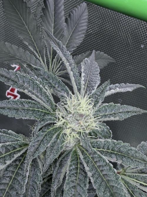 Legendary Larry (DOJA x Swamp Boys) #3. Week 6