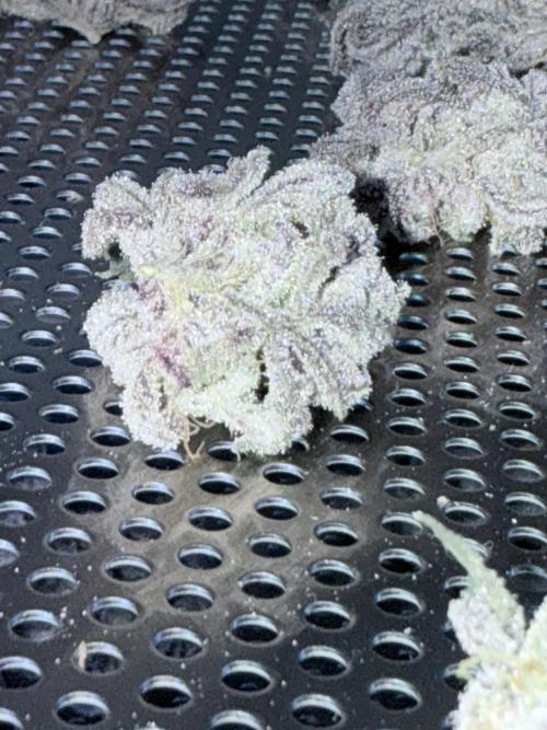 Legendary Larry (DOJA x Swamp Boys) #2. Week 9