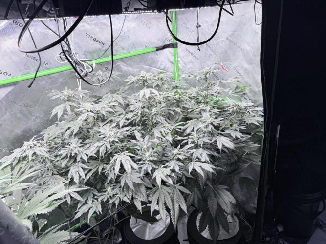 Legendary Larry (DOJA x Swamp Boys) #3. Week 7