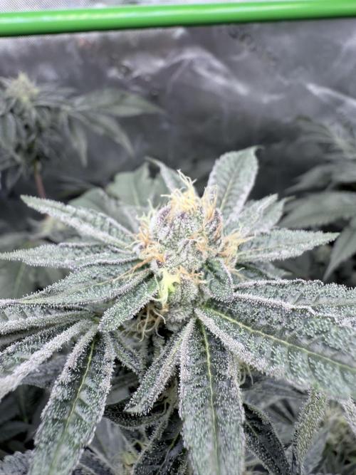 Legendary Larry (DOJA x Swamp Boys) #3. Week 7