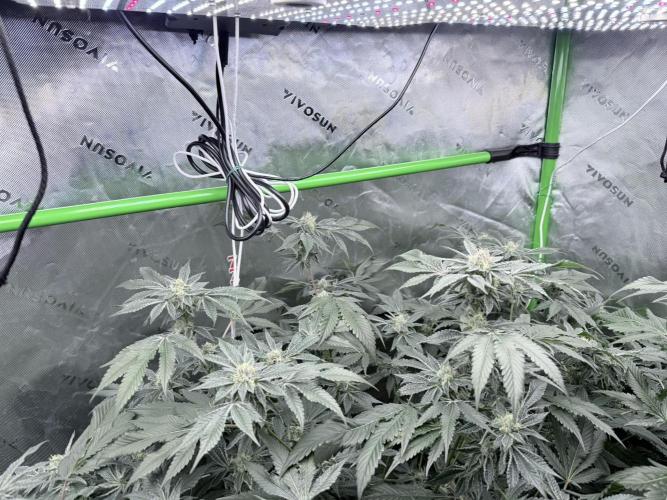 Legendary Larry (DOJA x Swamp Boys) #3. Week 7