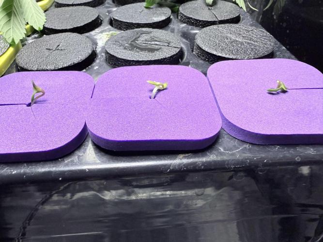 🥦 Sticky Broccoli  —  EGC 2026 🥦. Week 1