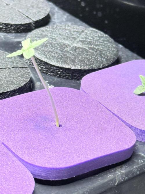🥦 Sticky Broccoli  —  EGC 2026 🥦. Week 2