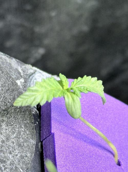 🥦 Sticky Broccoli  —  EGC 2026 🥦. Week 2