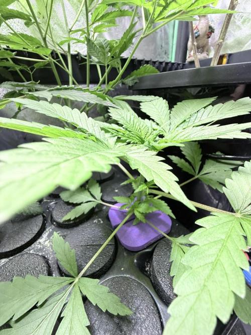 🥦 Sticky Broccoli  —  EGC 2026 🥦. Week 3