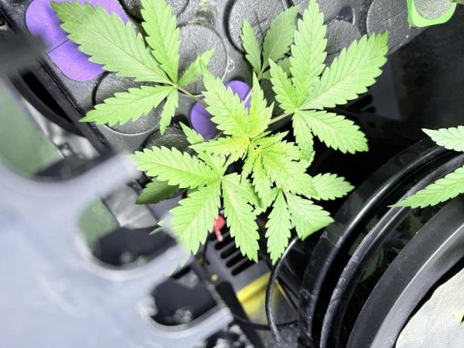 🥦 Sticky Broccoli  —  EGC 2026 🥦. Week 3
