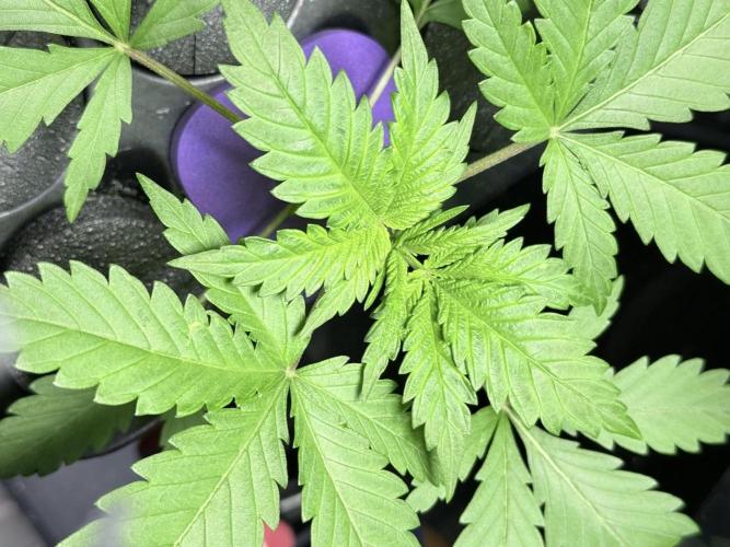 🥦 Sticky Broccoli  —  EGC 2026 🥦. Week 3