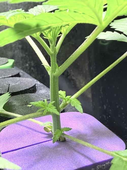 🥦 Sticky Broccoli  —  EGC 2026 🥦. Week 3