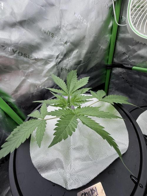 🥦 Sticky Broccoli  —  EGC 2026 🥦. Week 4
