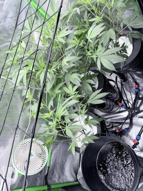 🥦 Sticky Broccoli  —  EGC 2026 🥦. Week 4