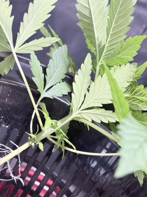 🥦 Sticky Broccoli  —  EGC 2026 🥦. Week 4