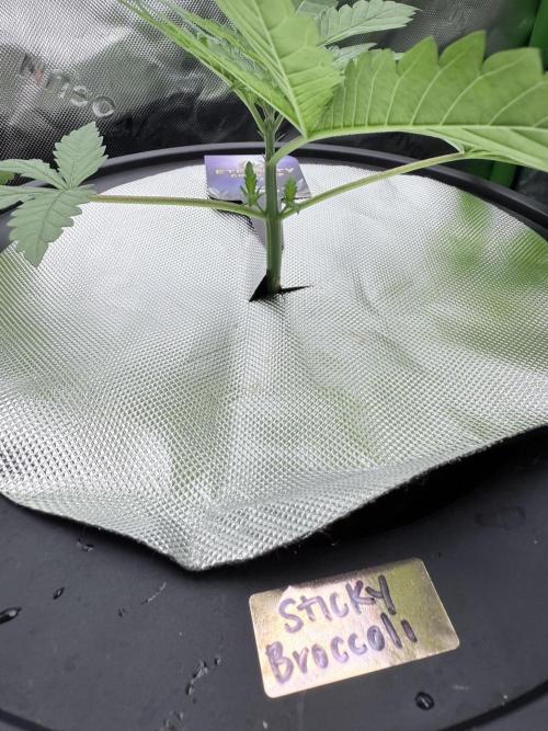 🥦 Sticky Broccoli  —  EGC 2026 🥦. Week 4