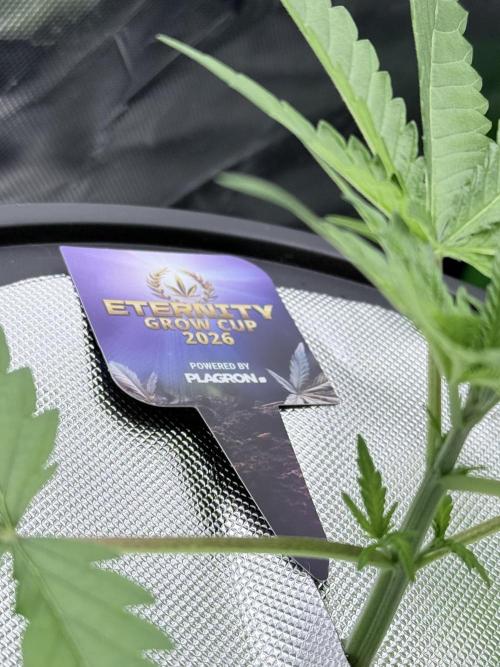 🥦 Sticky Broccoli  —  EGC 2026 🥦. Week 4