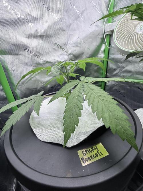 🥦 Sticky Broccoli  —  EGC 2026 🥦. Week 5