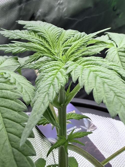 🥦 Sticky Broccoli  —  EGC 2026 🥦. Week 5