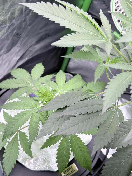 🥦 Sticky Broccoli  —  EGC 2026 🥦. Week 5
