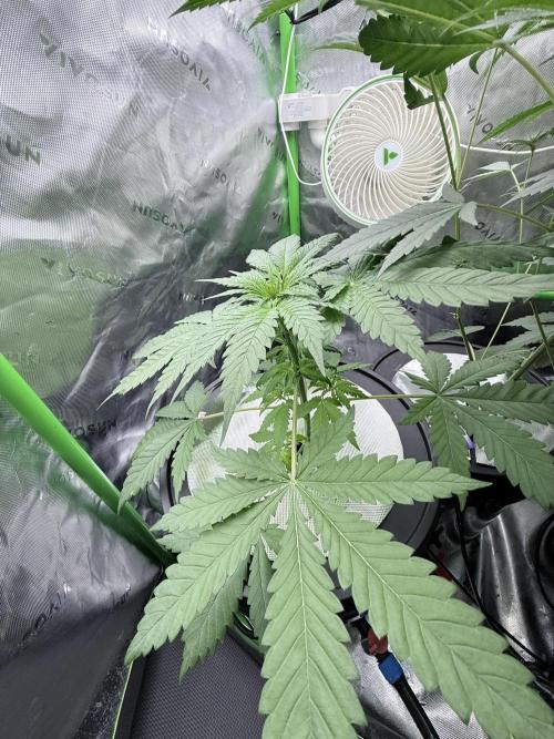 🥦 Sticky Broccoli  —  EGC 2026 🥦. Week 6