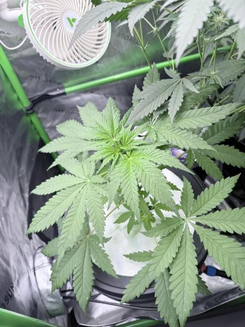 🥦 Sticky Broccoli  —  EGC 2026 🥦. Week 6