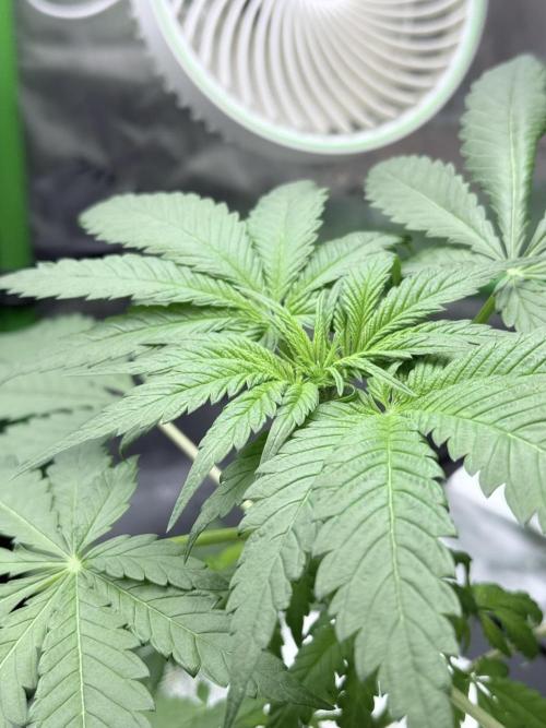 🥦 Sticky Broccoli  —  EGC 2026 🥦. Week 6