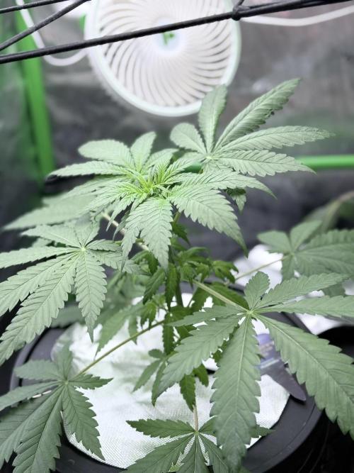 🥦 Sticky Broccoli  —  EGC 2026 🥦. Week 6