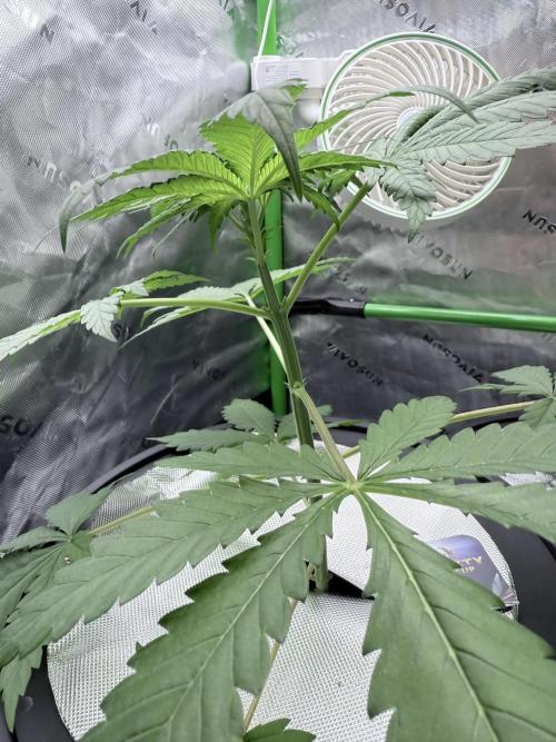 🥦 Sticky Broccoli  —  EGC 2026 🥦. Week 6