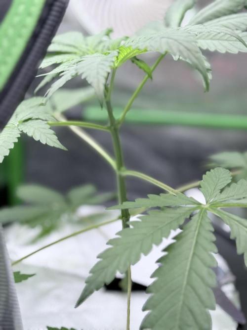 🥦 Sticky Broccoli  —  EGC 2026 🥦. Week 6