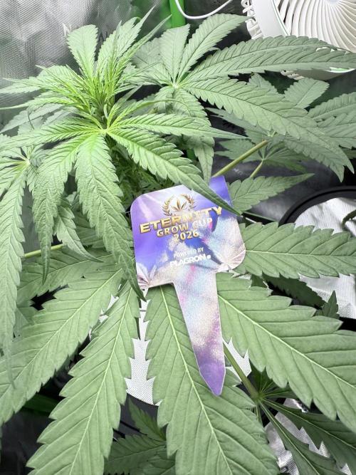 🥦 Sticky Broccoli  —  EGC 2026 🥦. Week 7