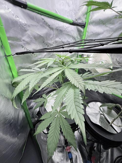 🥦 Sticky Broccoli  —  EGC 2026 🥦. Week 7