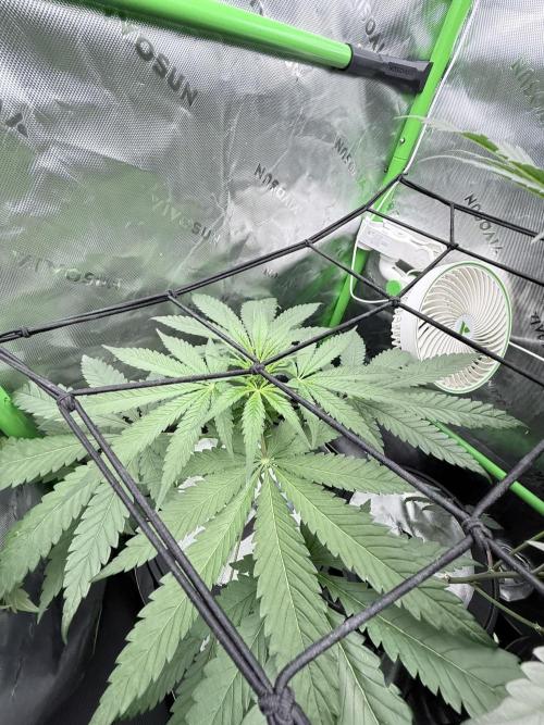 🥦 Sticky Broccoli  —  EGC 2026 🥦. Week 7