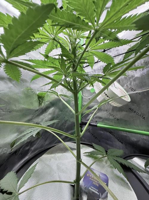 🥦 Sticky Broccoli  —  EGC 2026 🥦. Week 7