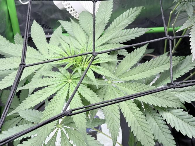 🥦 Sticky Broccoli  —  EGC 2026 🥦. Week 7