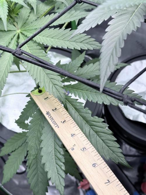 🥦 Sticky Broccoli  —  EGC 2026 🥦. Week 7