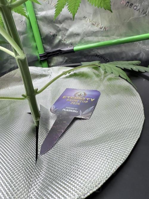 🥦 Sticky Broccoli  —  EGC 2026 🥦. Week 7