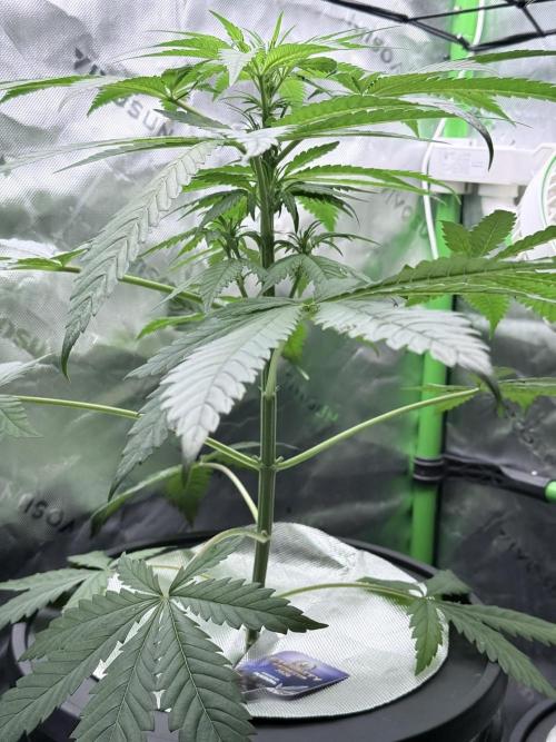 🥦 Sticky Broccoli  —  EGC 2026 🥦. Week 8