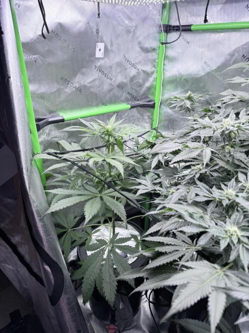 🥦 Sticky Broccoli  —  EGC 2026 🥦. Week 9