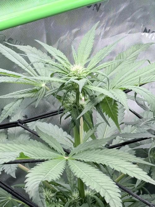 🥦 Sticky Broccoli  —  EGC 2026 🥦. Week 9