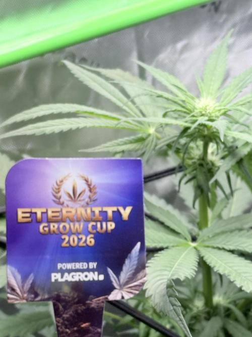 🥦 Sticky Broccoli  —  EGC 2026 🥦. Week 9