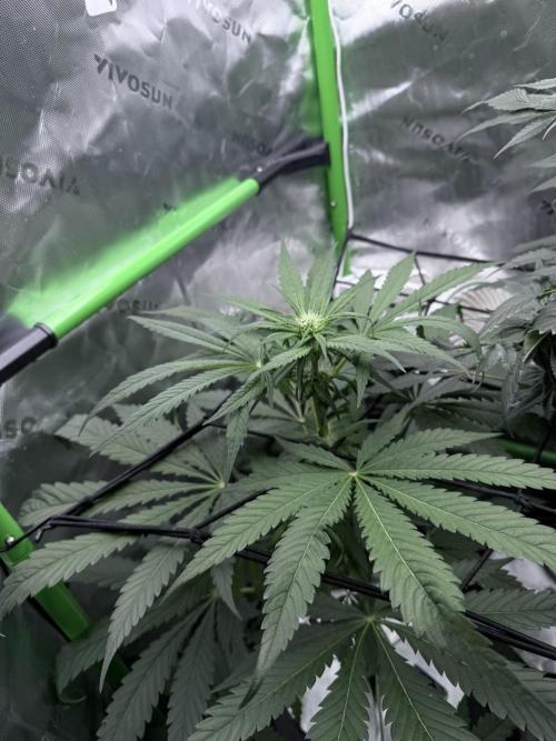 🥦 Sticky Broccoli  —  EGC 2026 🥦. Week 9