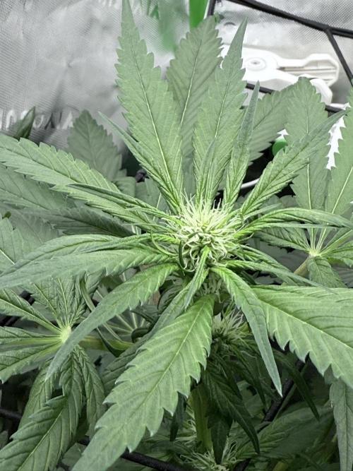 🥦 Sticky Broccoli  —  EGC 2026 🥦. Week 9